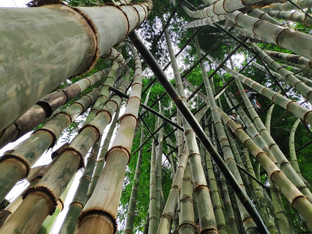 Bamboo Treatment