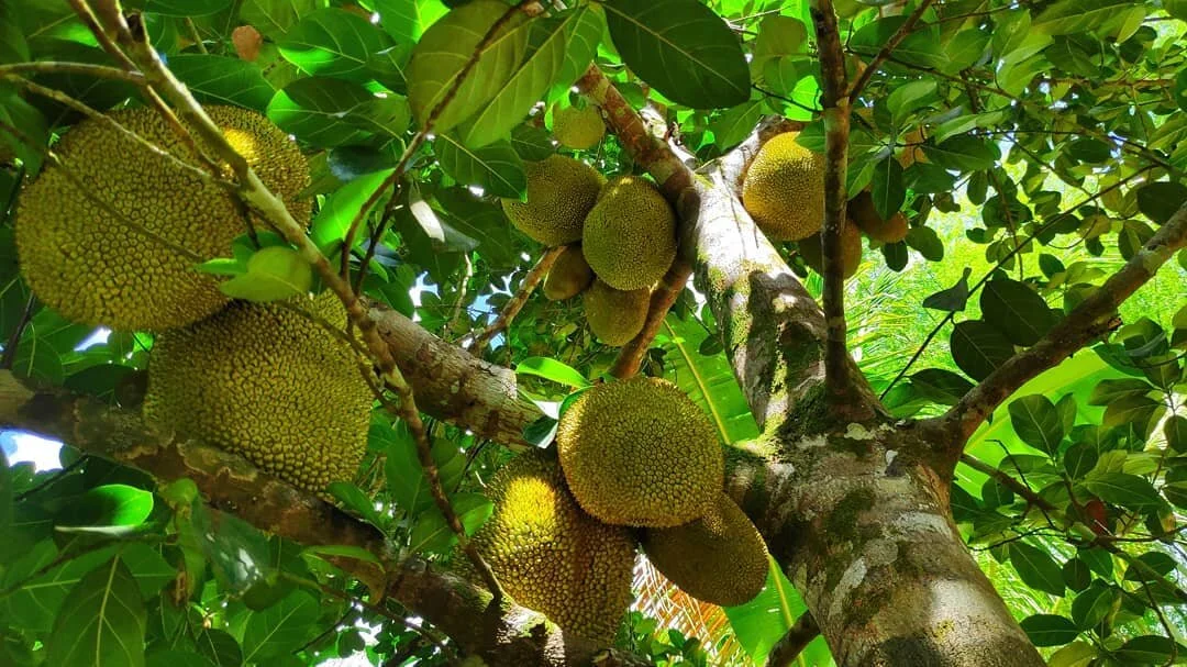 Internship in Sustainable Living