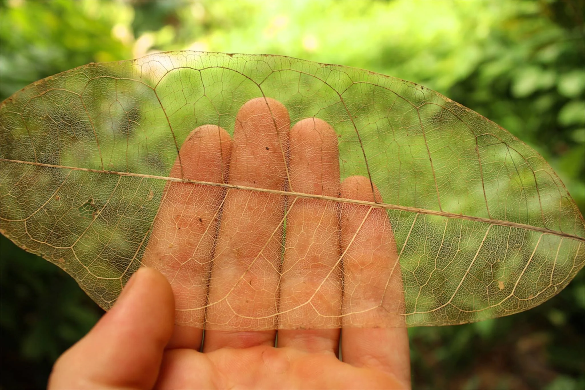 Certificación en Diseño de Permacultura 