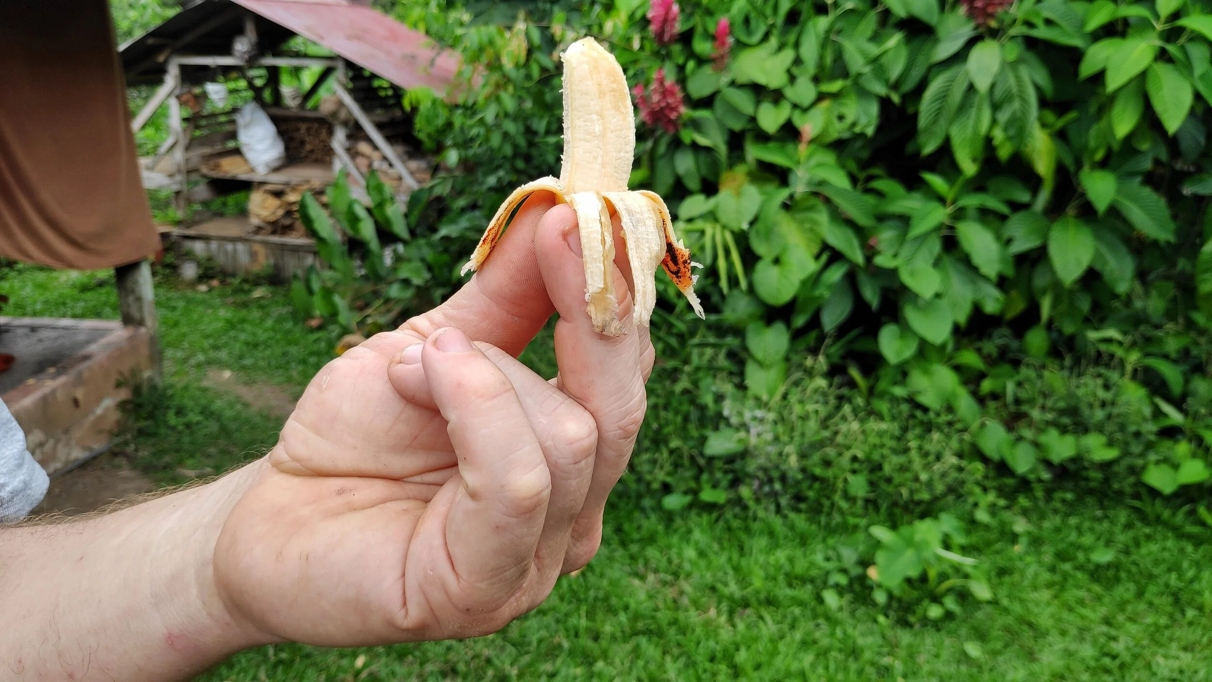 TROPICAL FRUITS: knowin’ em, eatin’ em, and pickin’ em