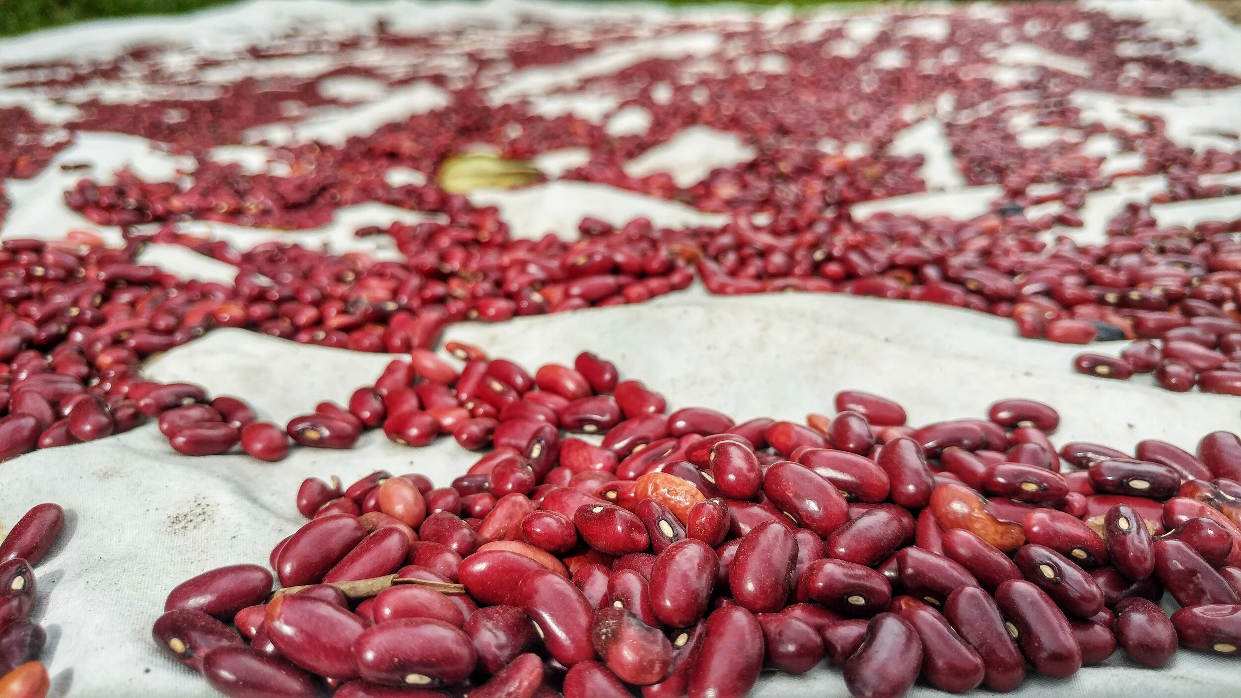 Homemade Hoisin Sauce and Other Recipes with Fermented Black Bean Paste