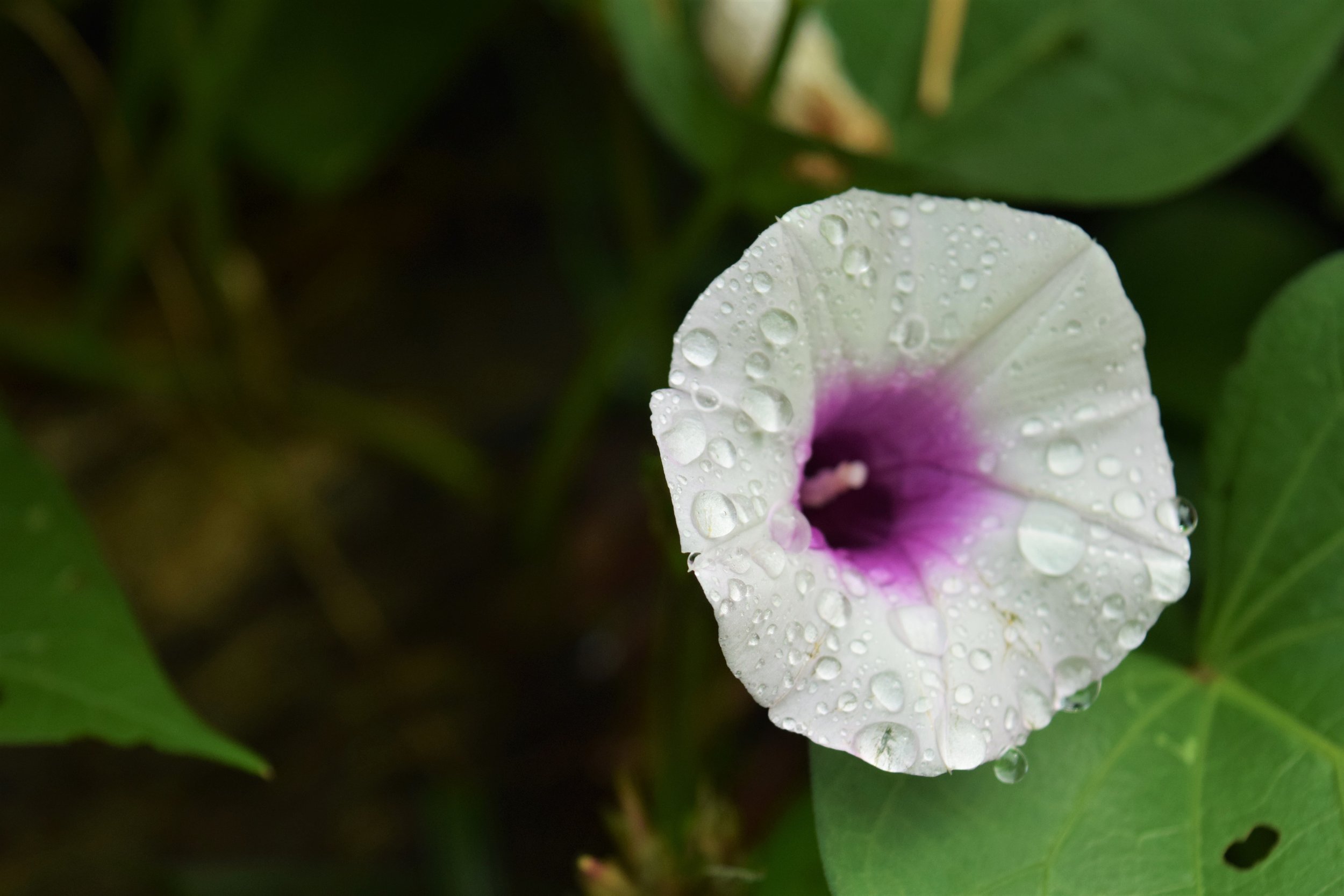 Fermented Plant Juice (FPJ) and Its Application