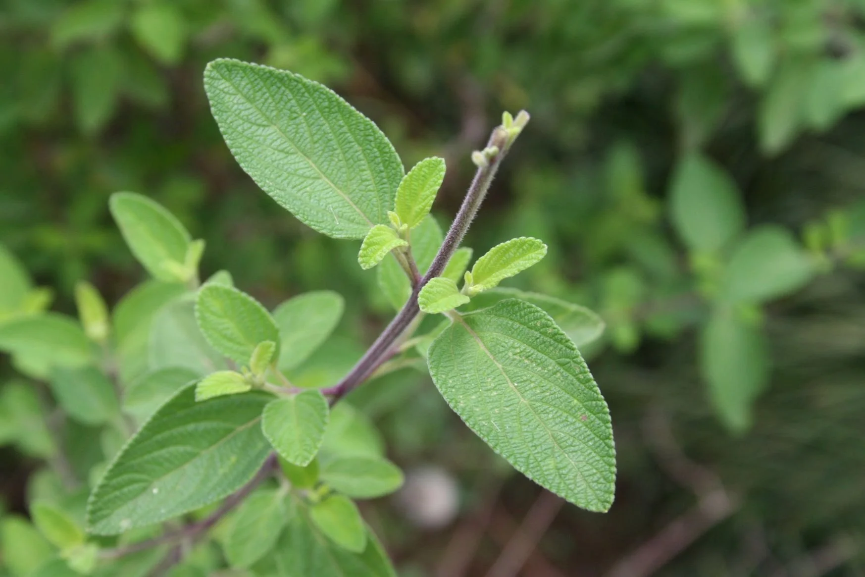 Wild_Oregano_1.JPG