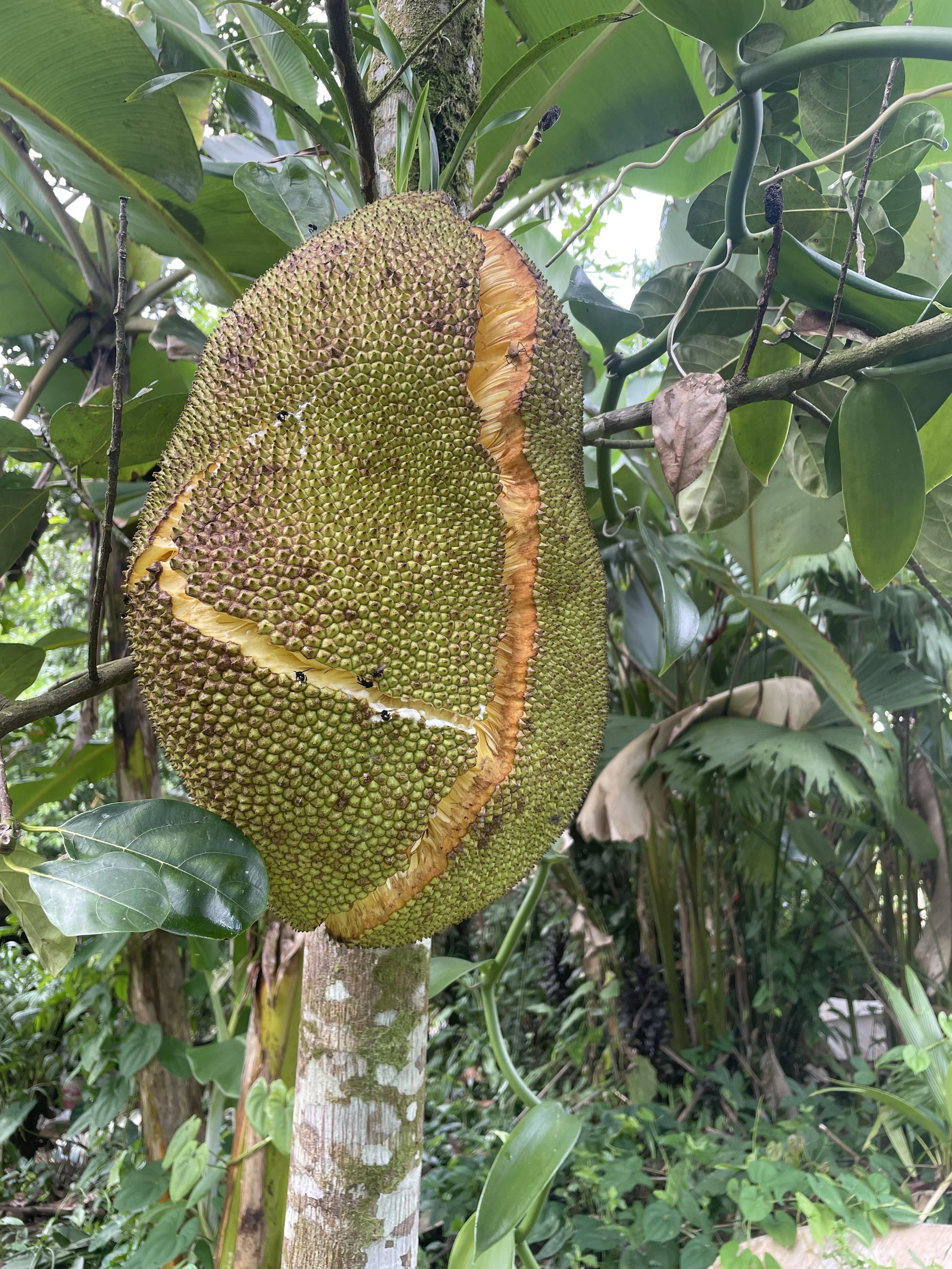 The Fear of Splitting Open,  and no, I’m not talking About Jackfruit