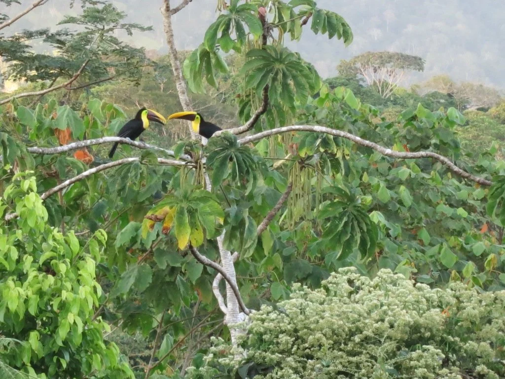 Rancho Mastatal Wildlife Catalogue