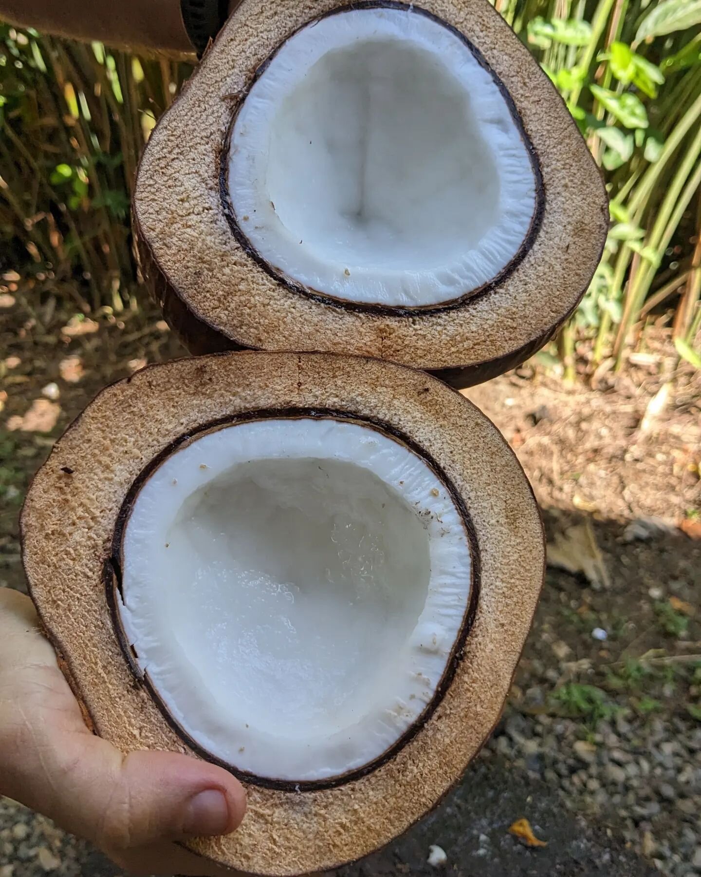 Coconut 🥥 (Cocos nucifera) from the Arecaseae (palms) family, we really love this tropical plant.  From refreshing water to delicious snacks. Its fruit has the second biggest seed in the world, a seed that has a lot to offer.

Green / young coconut 