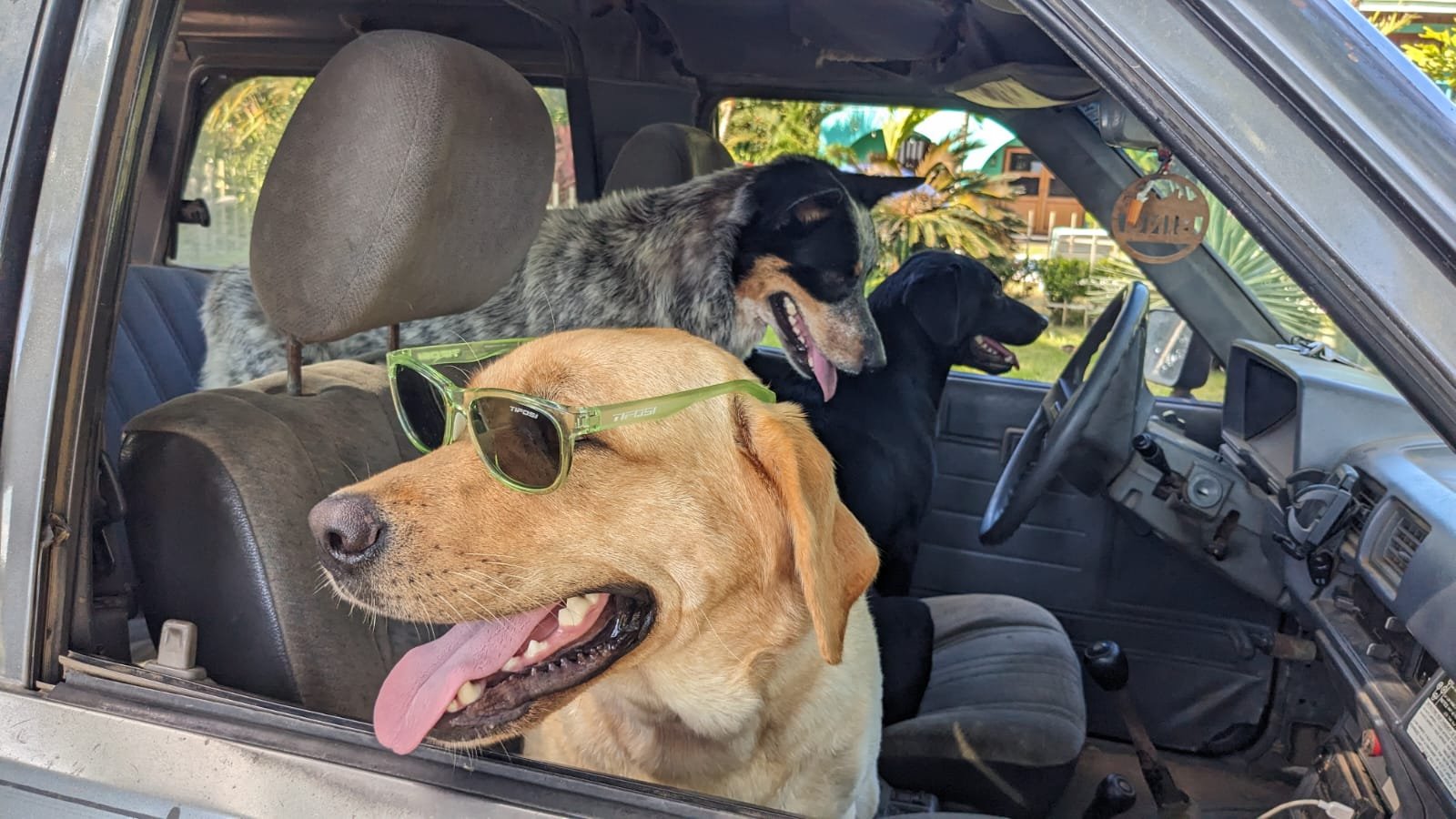 The Dogs