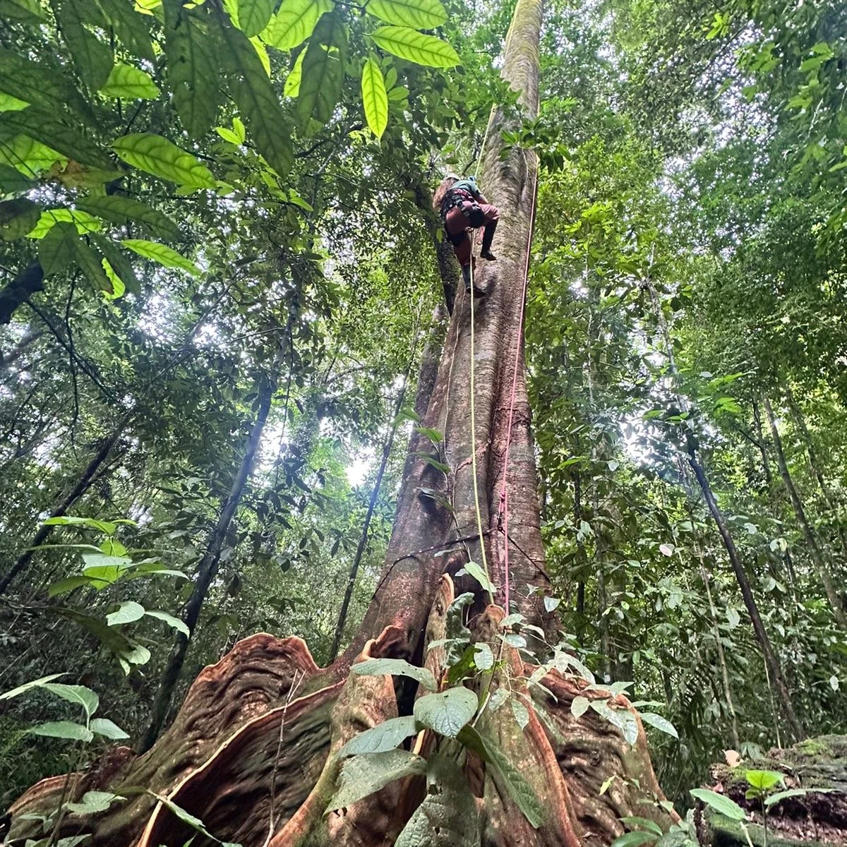 We&rsquo;re fortunate to be surrounded by forests. 

We live on the edge of a bounty of rainforest diversity. Animals seamlessly move through our spaces in search of their next meal.

Wildlife encounters are integral parts of our day. 

On hot days, 