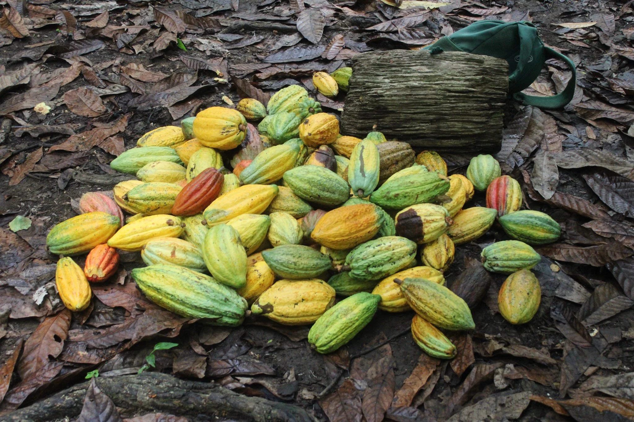 Cacao as the Catalyst