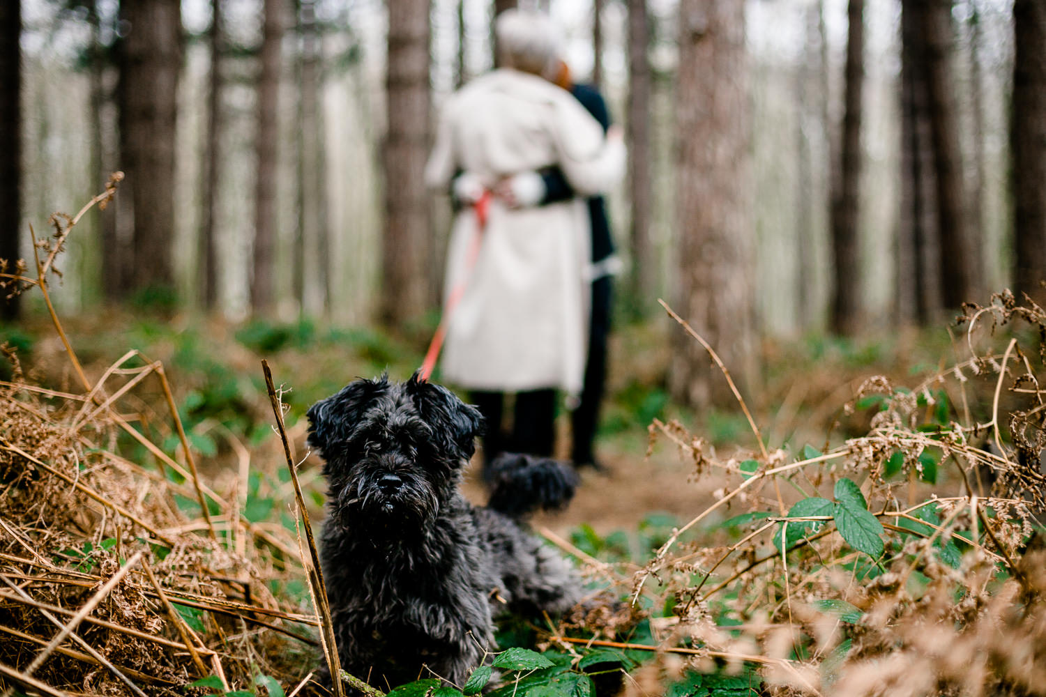 Dog with couple kissing behind on pre wedding shoot