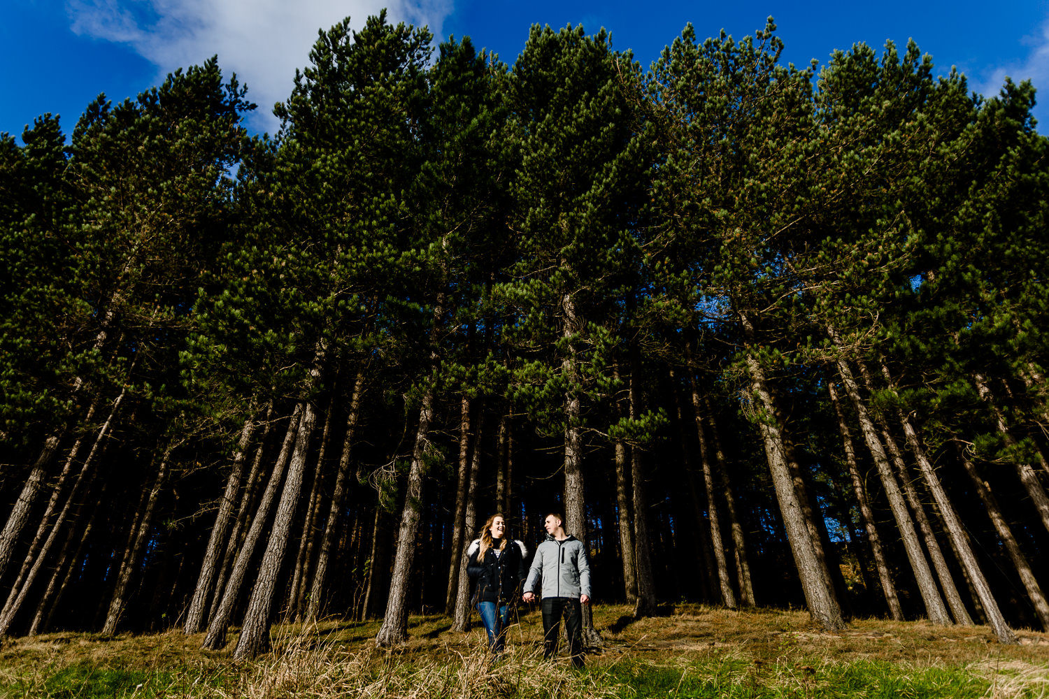 A wide shot of a couple stood in front of tall tree pine trees on their Dovestone reservoir pre wedding shoot.  