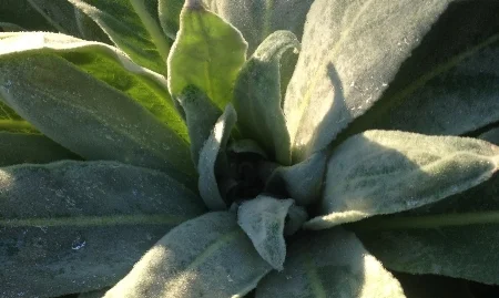 mullein.jpg
