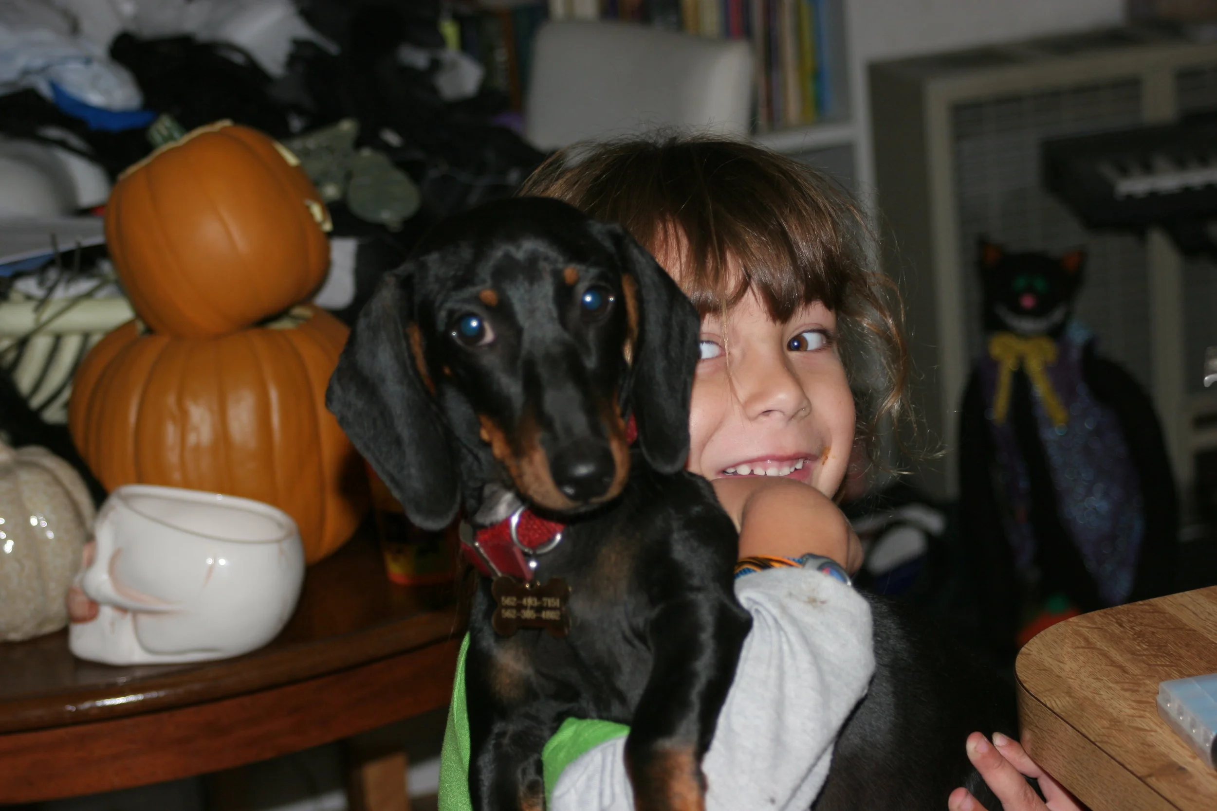 Herbal Care for Companion Animals