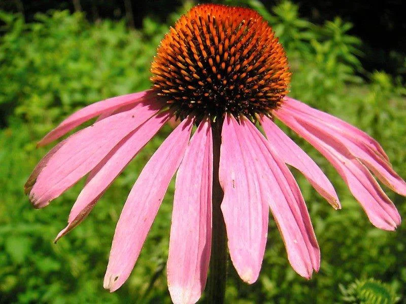 The Winter Wellness Apothecary