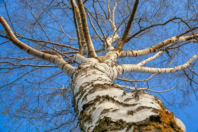 birch-4108669_640.jpg
