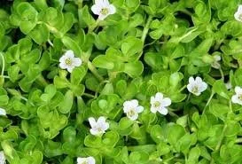 bacopa.jpeg