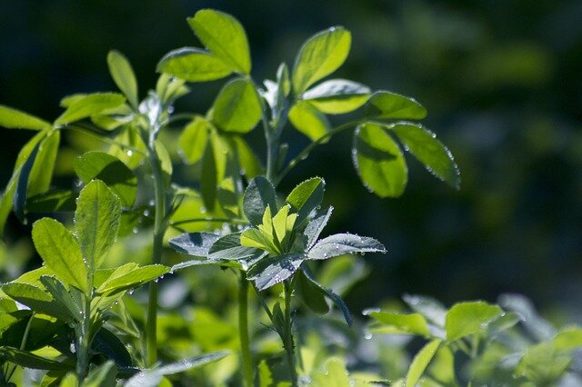 Lemon Verbena — Green Wisdom Herbal Studies