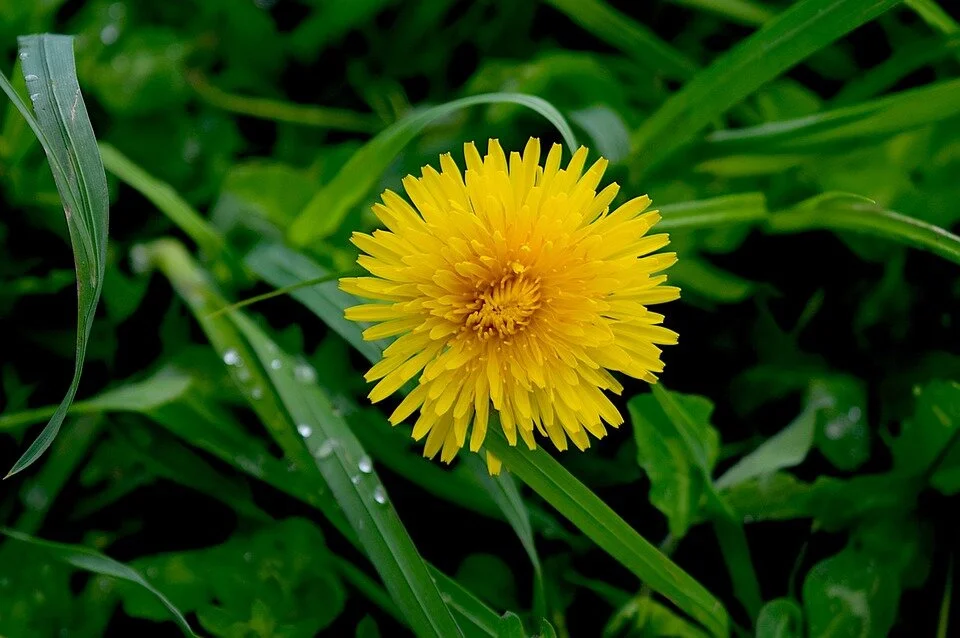 Dandelion-Leaf4.jpeg