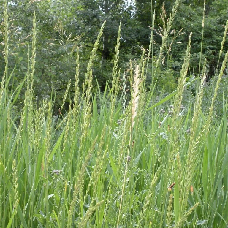 couchgrass.jpg