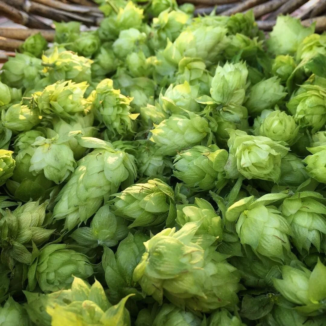 hops.jpeg