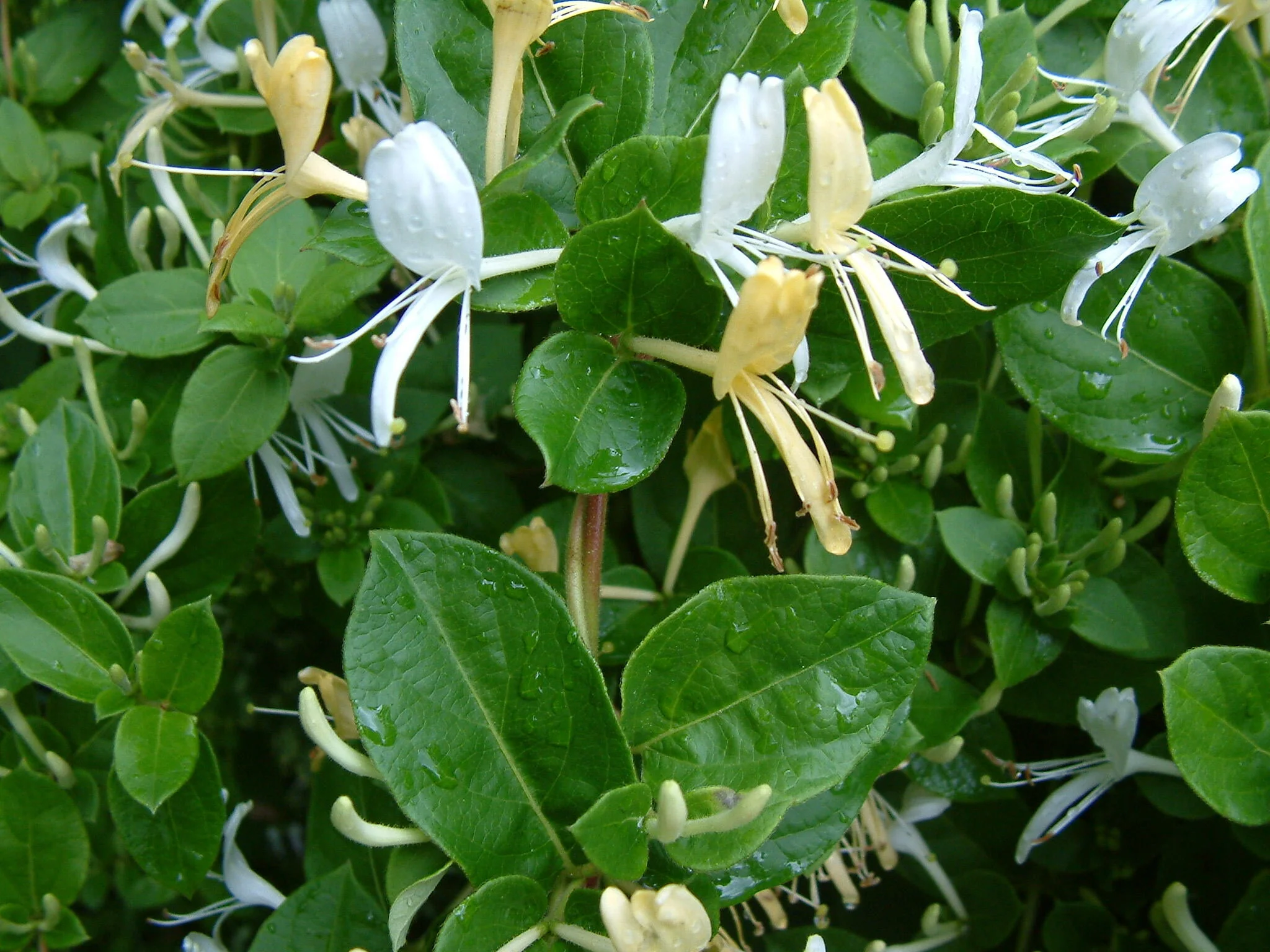 honeysuckle.jpg