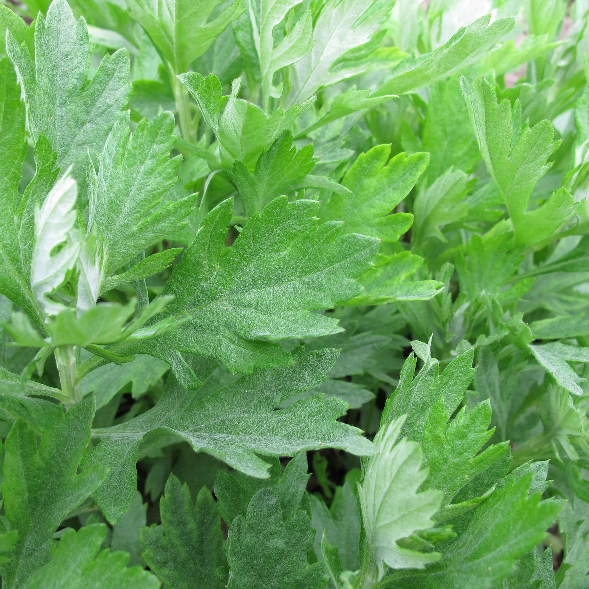 mugwort.jpeg