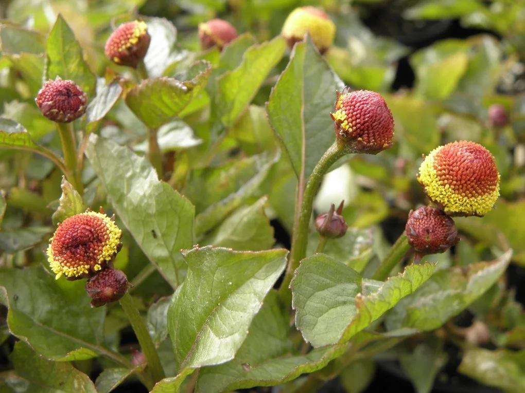 spilanthes.jpeg