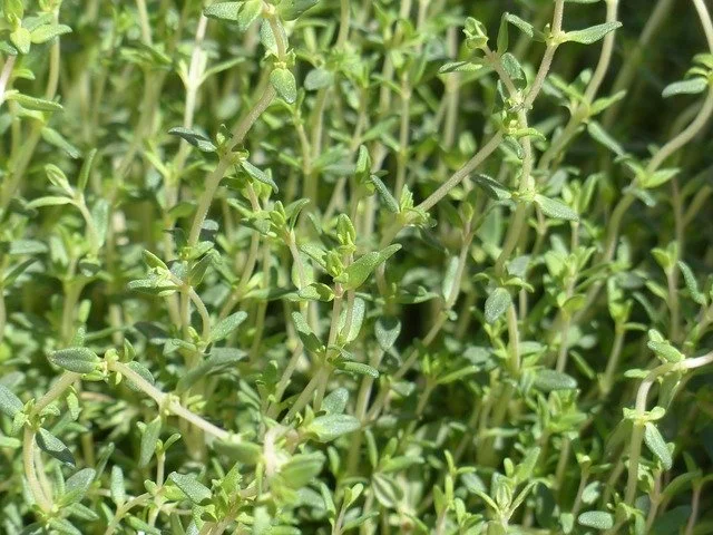 thyme-g41f5726ab_640.jpg
