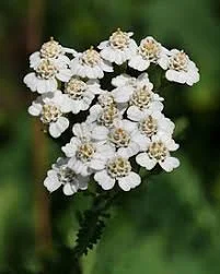yarrow.jpeg