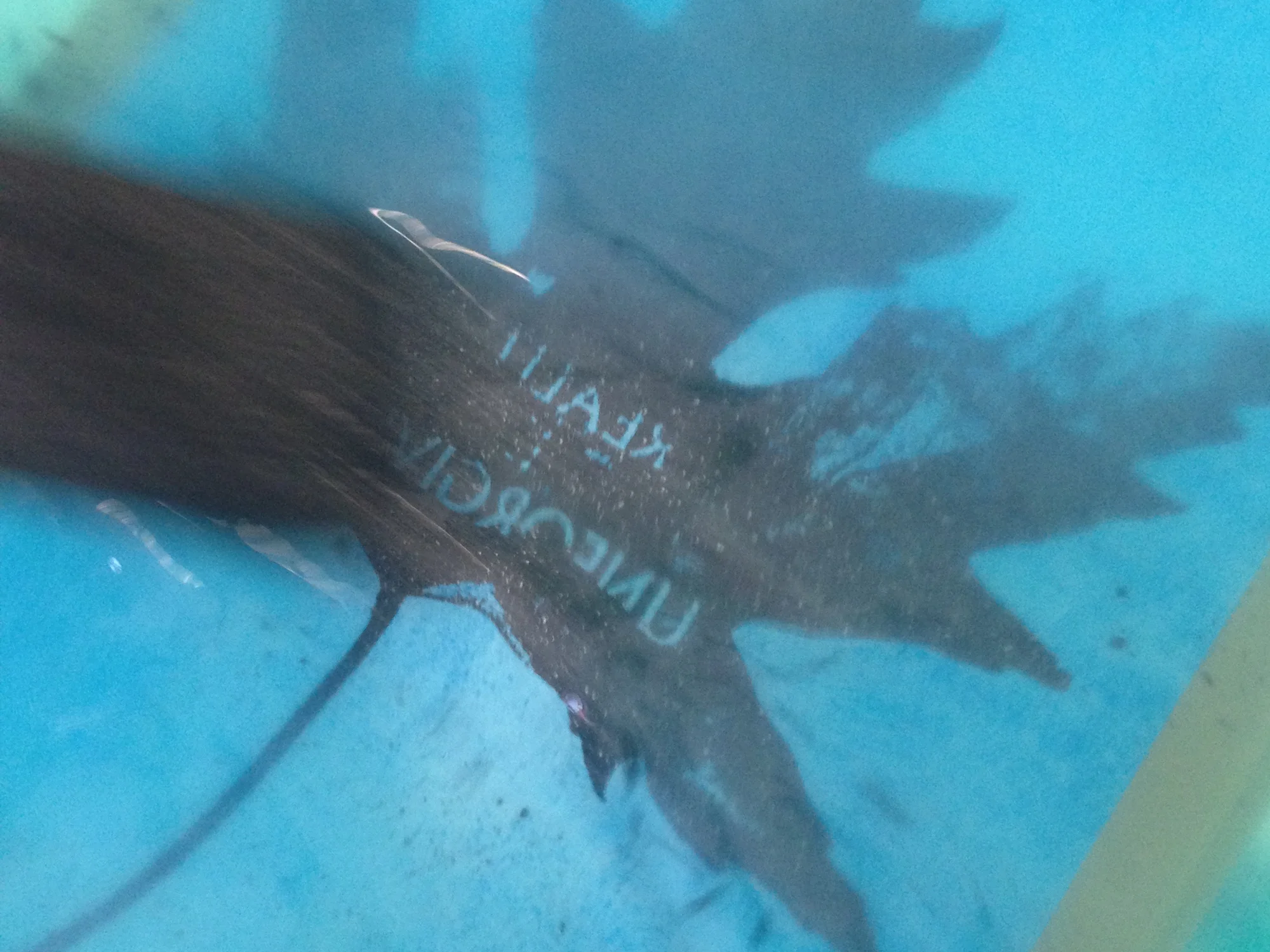 The exposed bare metal plate is 'etched' In a solution of copper sulphate