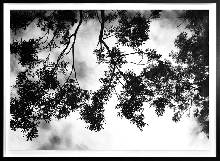 Rowan, Northumberland (framed) 2018 | 84 x 60 (frame size) Charcoal & compressed charcoal Signed SOLD