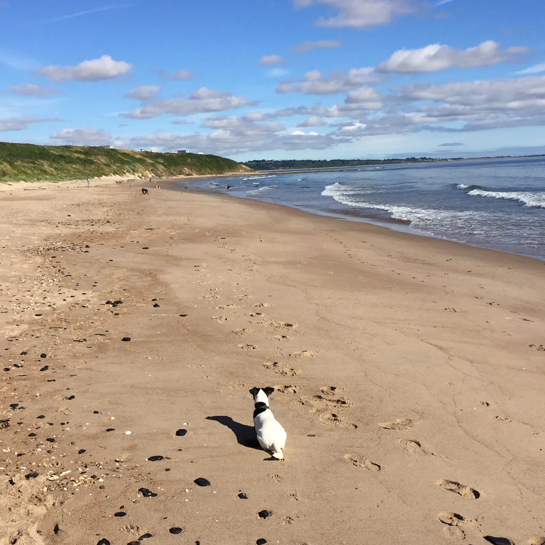 On Warkworth beach with Poppy my jumping Jack flash