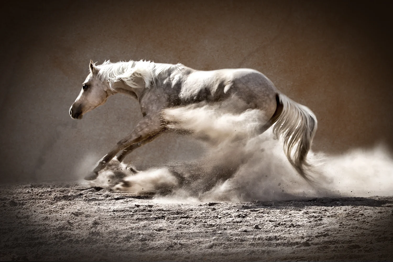 Horse stopping01.jpg