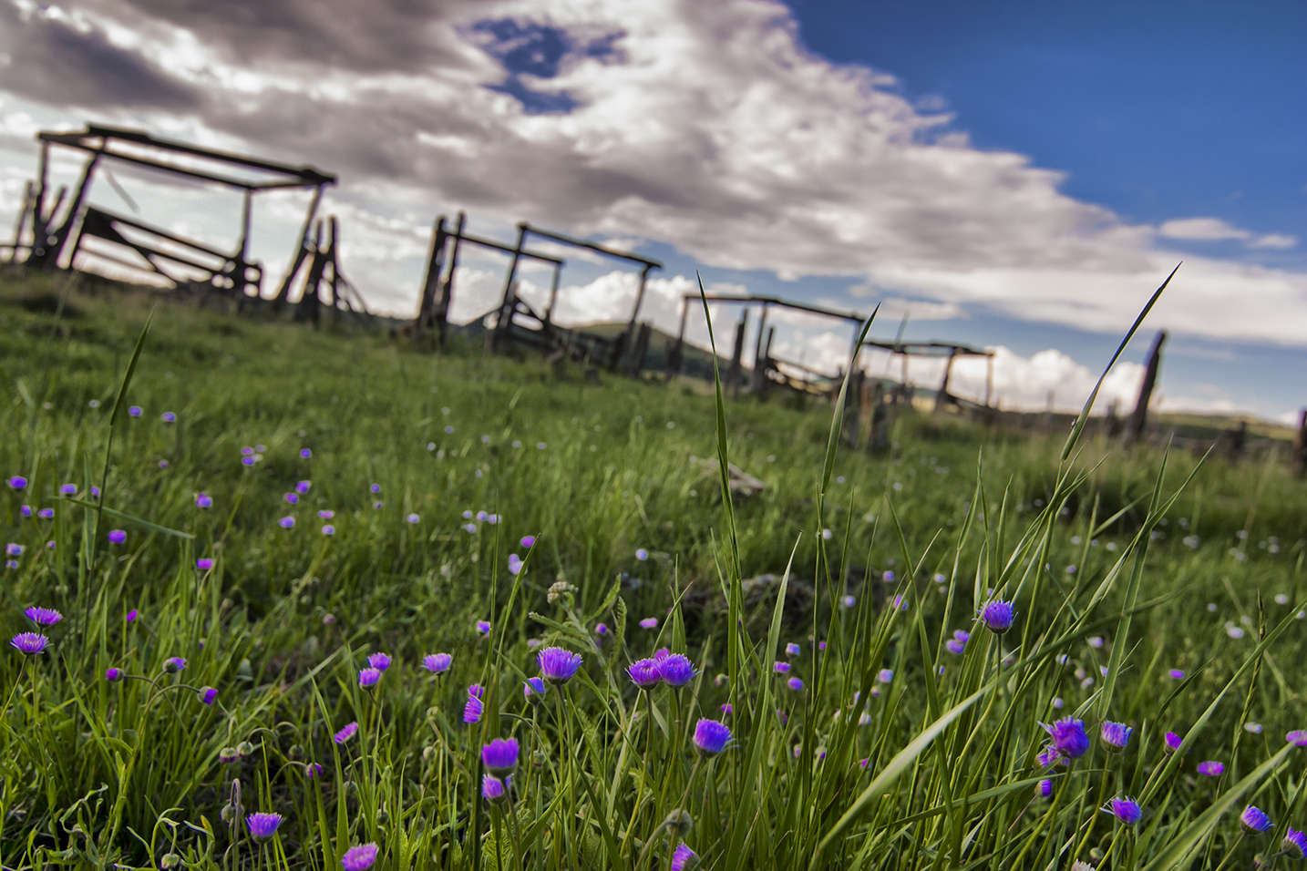 Old Corral 01 with flowers.jpg
