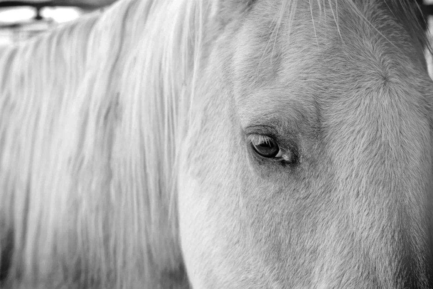 White horse CU new.jpg