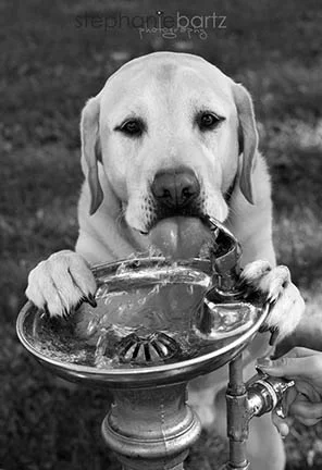 slurp for website.jpg