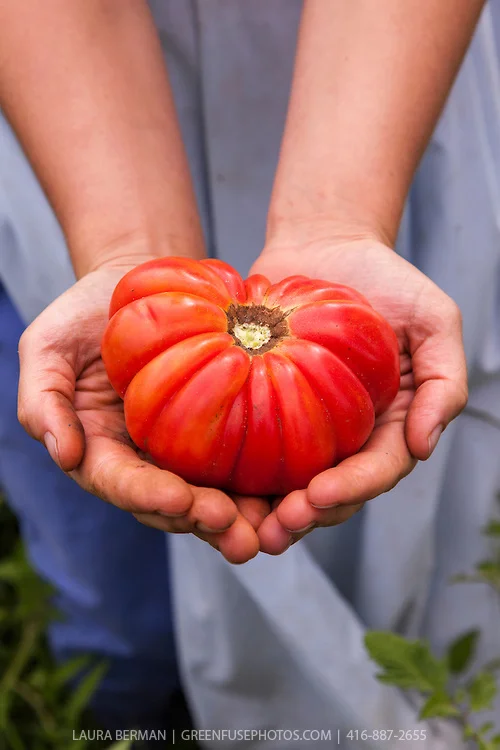 Tomato-LB1109-8428.jpg