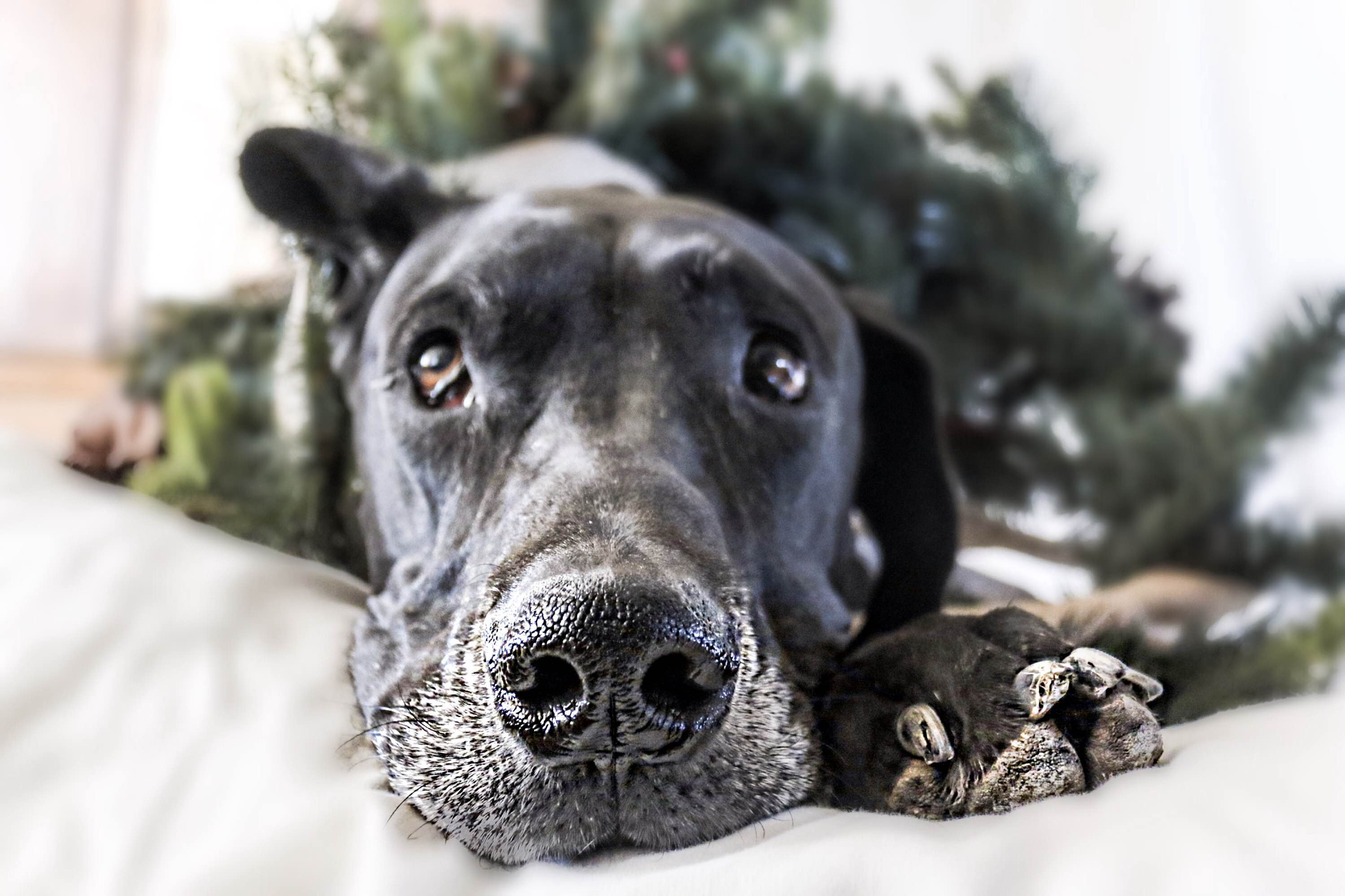Kona and Oliver - California Gentle Giants