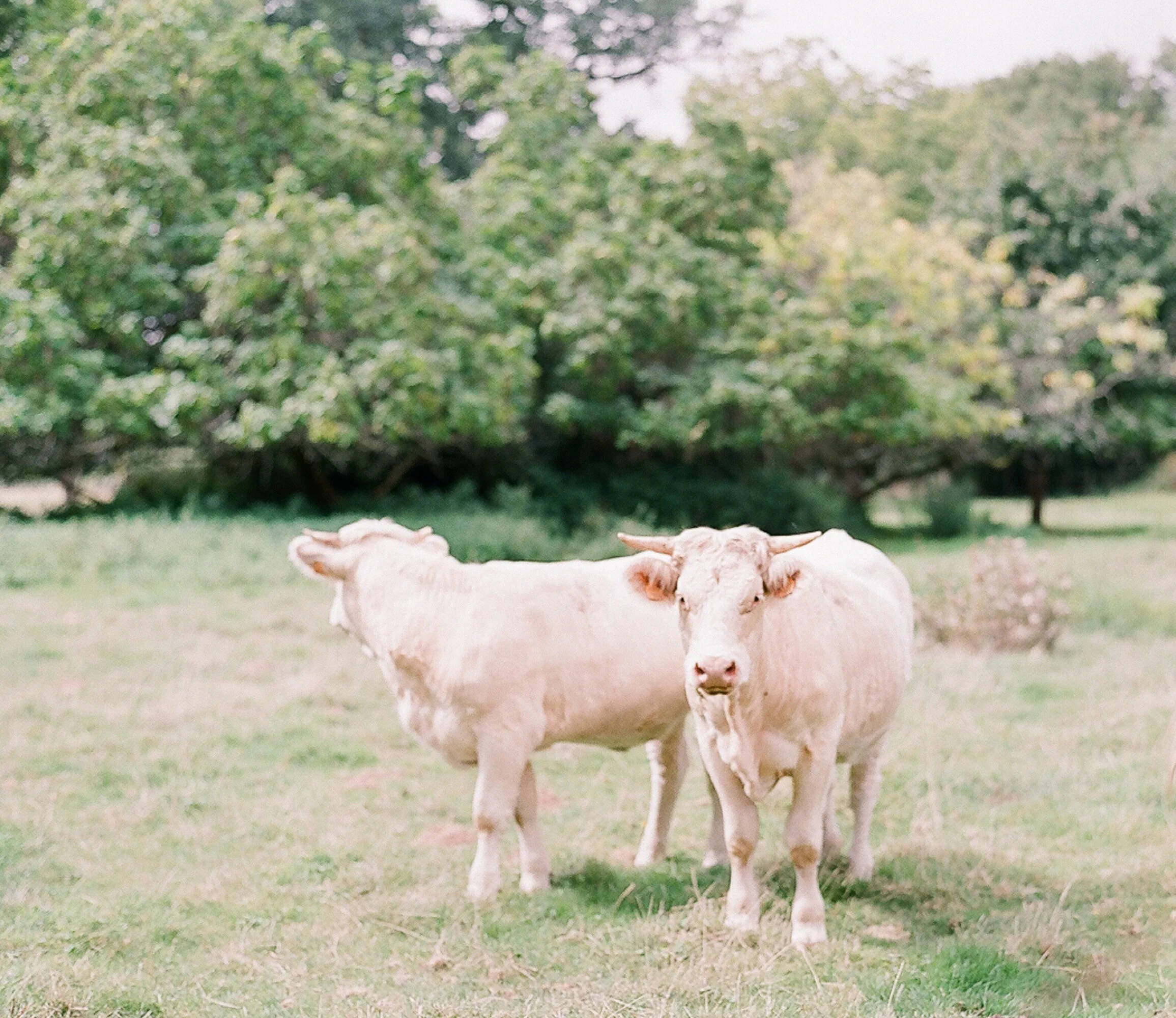 bonphotage fILM - b-16.jpg