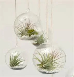 Make your own living art. Super cool!