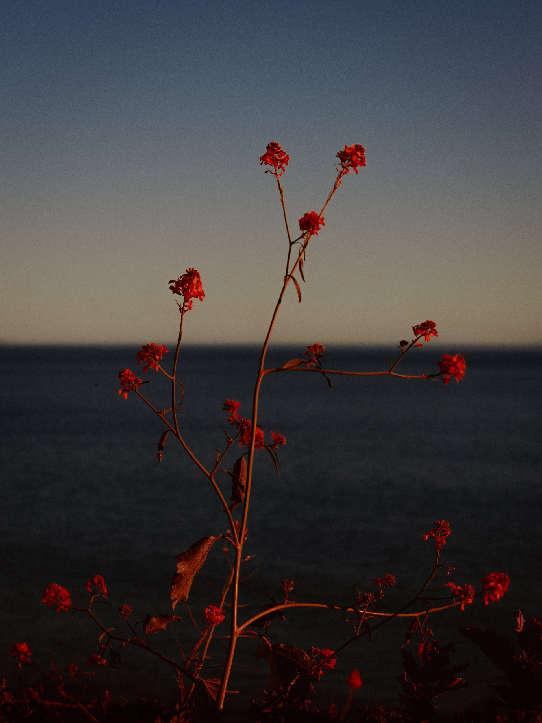 Malibu Flowers-1.jpg