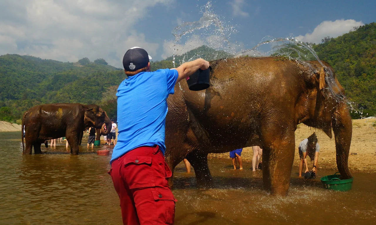 Washing elephants at Elephant Nature Park