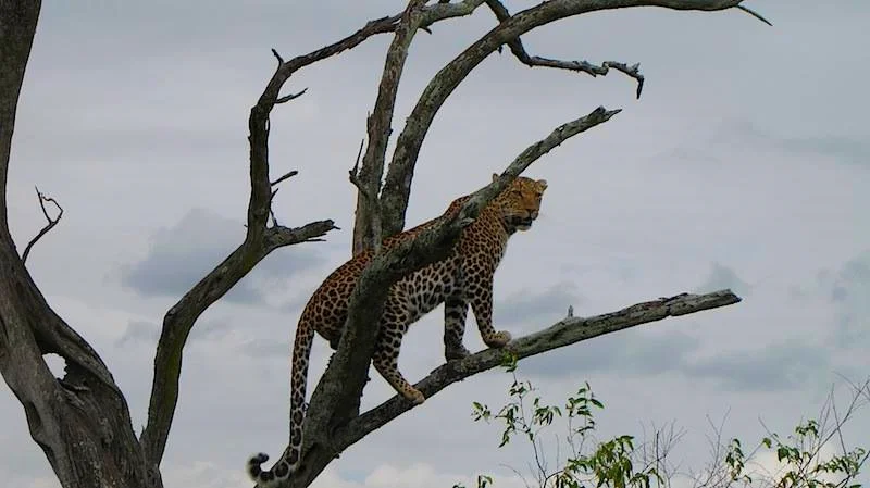 Leopard looking out across the serengeti