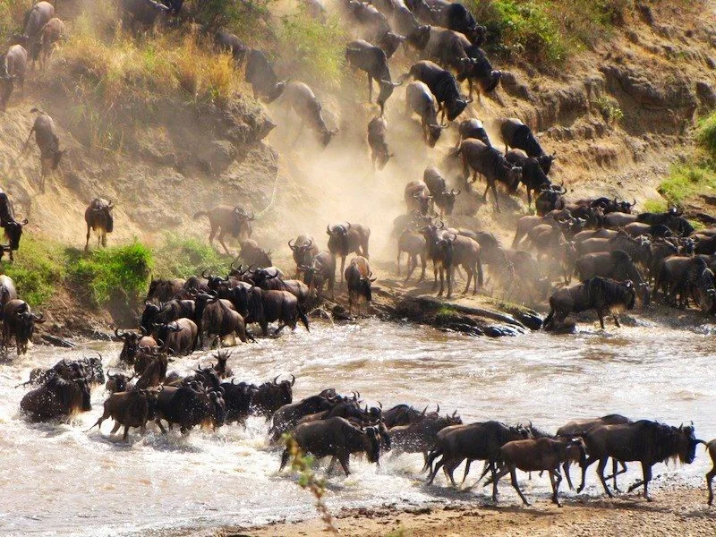 Thousands of wildebeest crossing the river