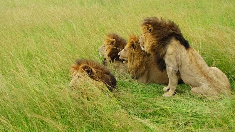 Lions carefully watching in the Serengeti