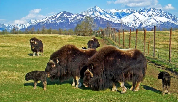Musk Ox farm in Palmer