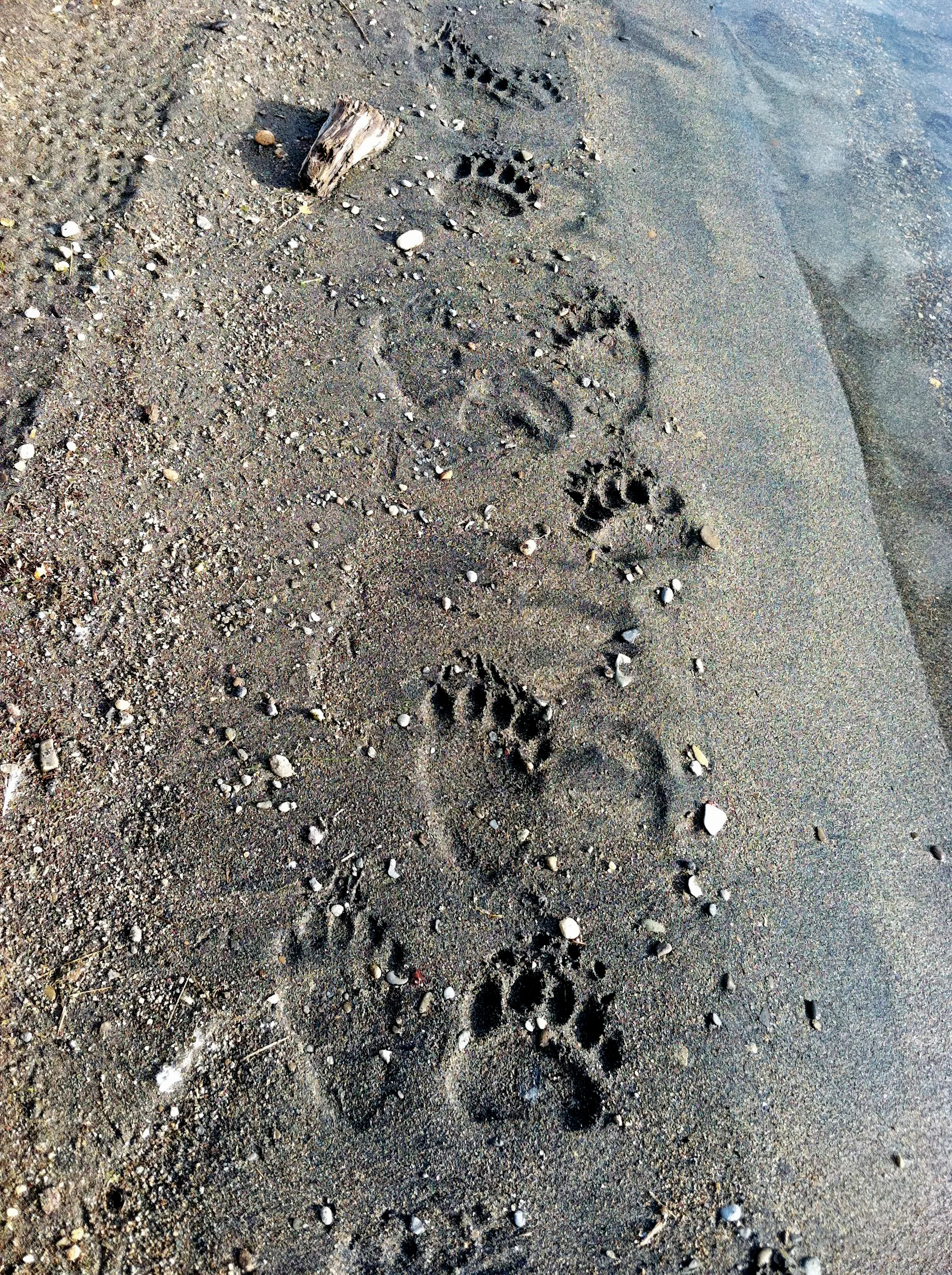 Bear tracks on the beaches near Brooks Camp
