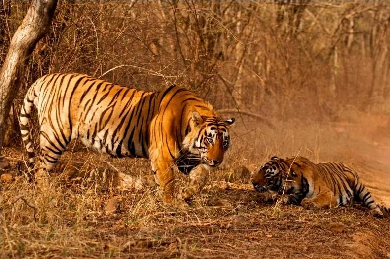 Tigers in Chitwan National Park