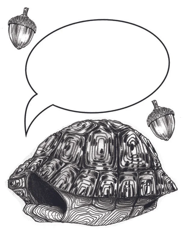 Turtle_Color.jpg