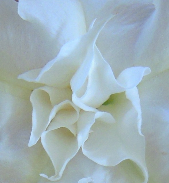 (Angel's Trumpet — grown in Belvedere, CA — by Halina Bak-Hughes)